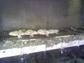 IMG_20140622_160724(0)